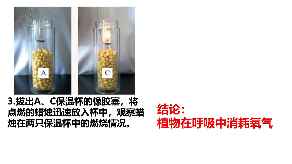 初中生物济南版（2024）七年级下册3.1.4 植物通过呼吸作用为生命活动提供能量 课件第4页