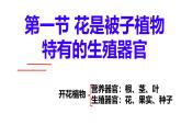 初中生物濟南版（2024）七年級下冊3.2.1  花是被子植物特有的生殖器官 課件