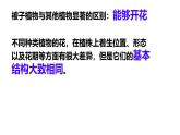 初中生物濟南版（2024）七年級下冊3.2.1  花是被子植物特有的生殖器官 課件