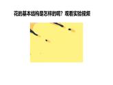 初中生物濟南版（2024）七年級下冊3.2.1  花是被子植物特有的生殖器官 課件