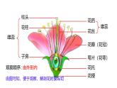 初中生物濟南版（2024）七年級下冊3.2.1  花是被子植物特有的生殖器官 課件