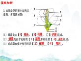 初中生物濟南版（2024）七年級下冊3.2.2  花經(jīng)過傳粉和受精后形成果實第一課時 課件
