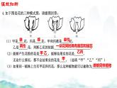初中生物濟南版（2024）七年級下冊3.2.2  花經(jīng)過傳粉和受精后形成果實第一課時 課件