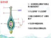 初中生物濟南版（2024）七年級下冊3.2.2  花經(jīng)過傳粉和受精后形成果實第二課時 課件