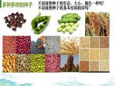 初中生物濟(jì)南版（2024）七年級下冊3.2.3  種子萌發(fā)需要適宜的條件第一課時 課件