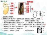 初中生物濟(jì)南版（2024）七年級下冊3.2.3  種子萌發(fā)需要適宜的條件第二課時 課件