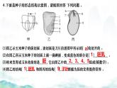 初中生物濟(jì)南版（2024）七年級下冊3.2.3  種子萌發(fā)需要適宜的條件第二課時 課件