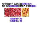 初中生物濟南版（2024）七年級下冊3.2.3  種子萌發(fā)需要適宜的條件 課件