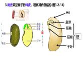 初中生物濟南版（2024）七年級下冊3.2.3  種子萌發(fā)需要適宜的條件 課件