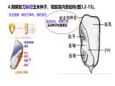 初中生物濟南版（2024）七年級下冊3.2.3  種子萌發(fā)需要適宜的條件 課件