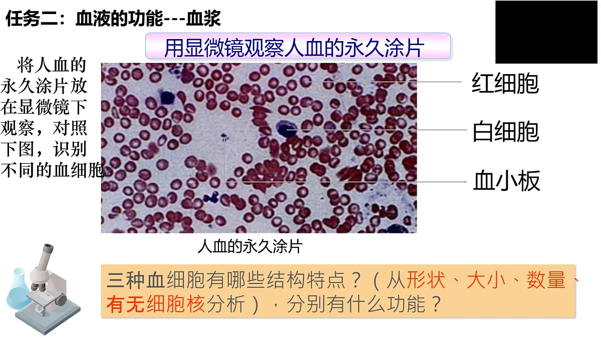 人教版生物七年级生物下册4.4.1《流动的组织——血液》课件第8页
