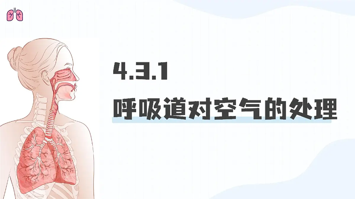 人教版生物七年级下册4.3.1《呼吸道对空气的处理》（课件）第1页