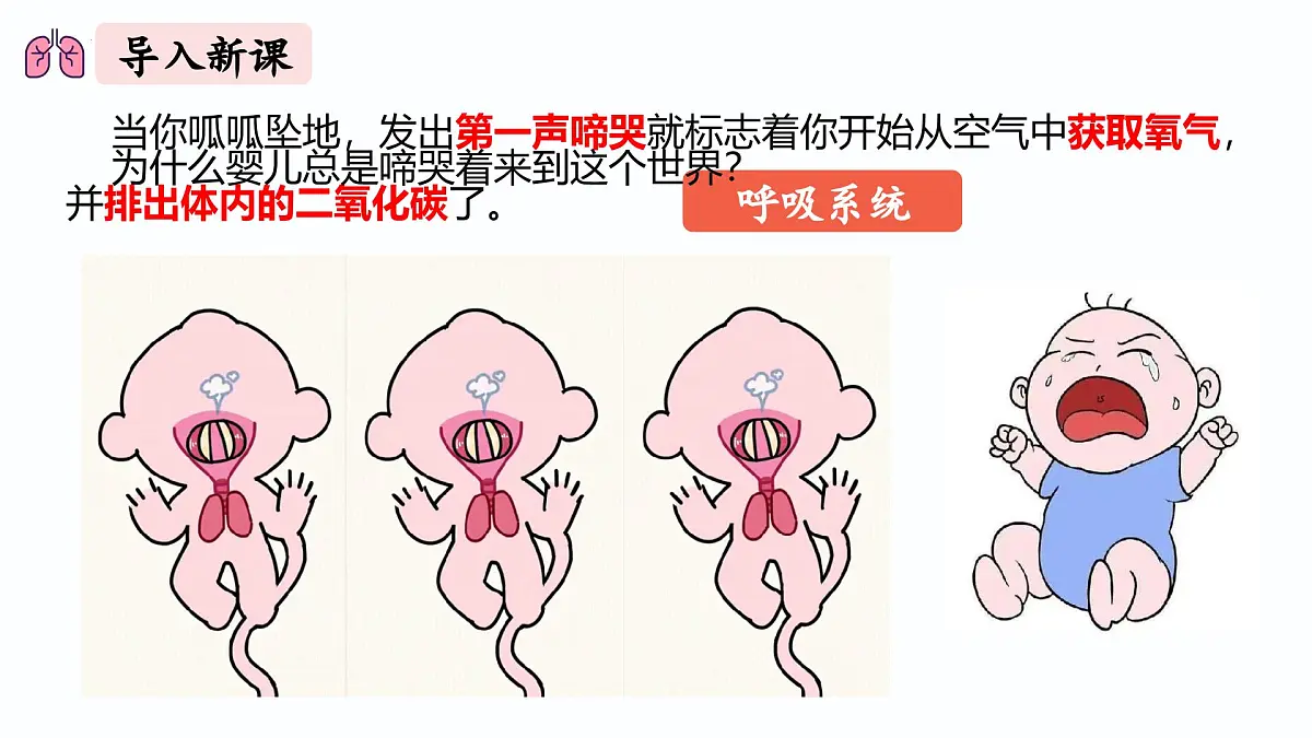 人教版生物七年级下册4.3.1《呼吸道对空气的处理》（课件）第2页