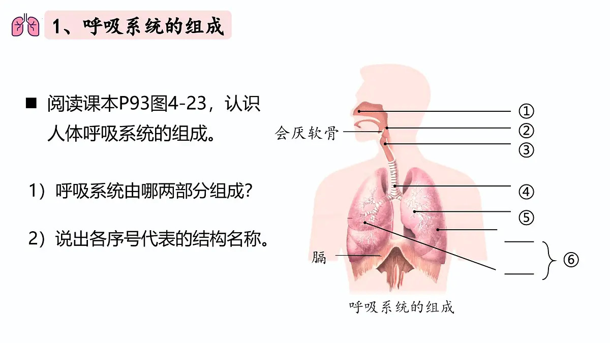 人教版生物七年级下册4.3.1《呼吸道对空气的处理》（课件）第3页