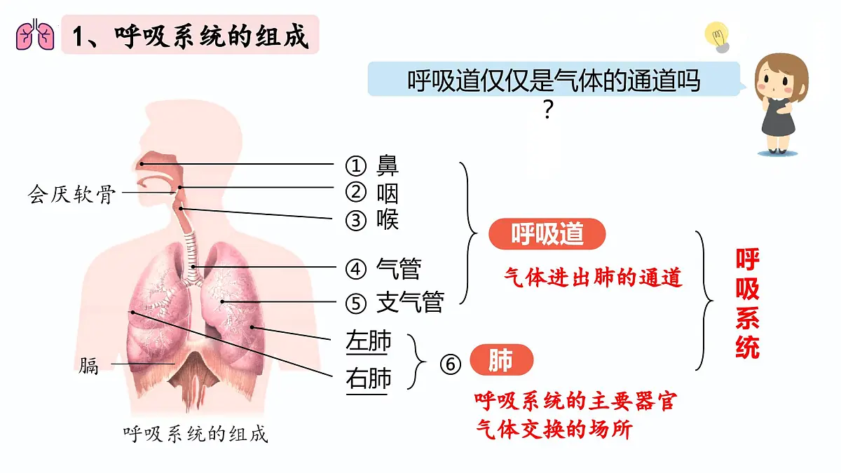 人教版生物七年级下册4.3.1《呼吸道对空气的处理》（课件）第4页