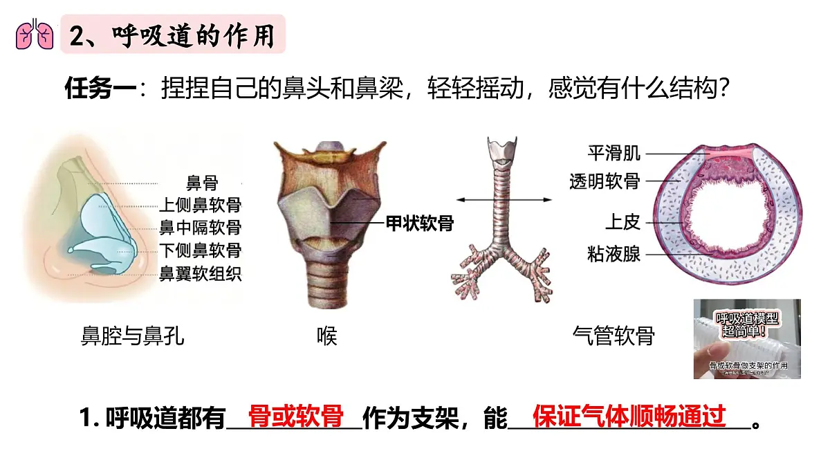 人教版生物七年级下册4.3.1《呼吸道对空气的处理》（课件）第5页