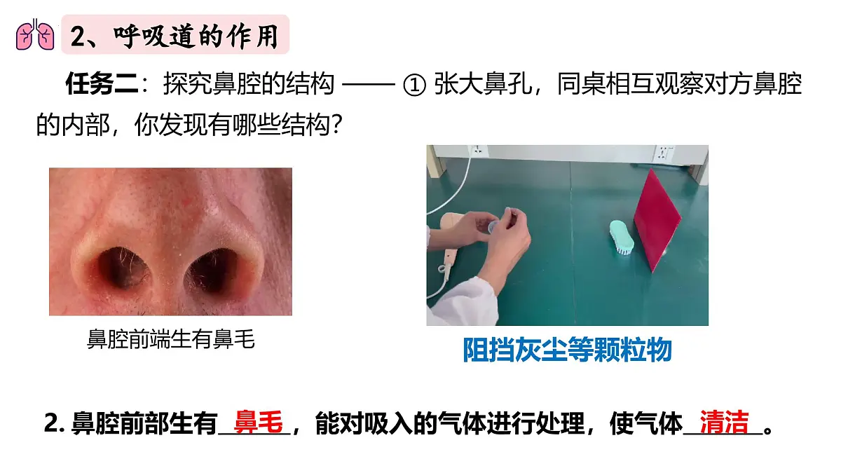人教版生物七年级下册4.3.1《呼吸道对空气的处理》（课件）第6页