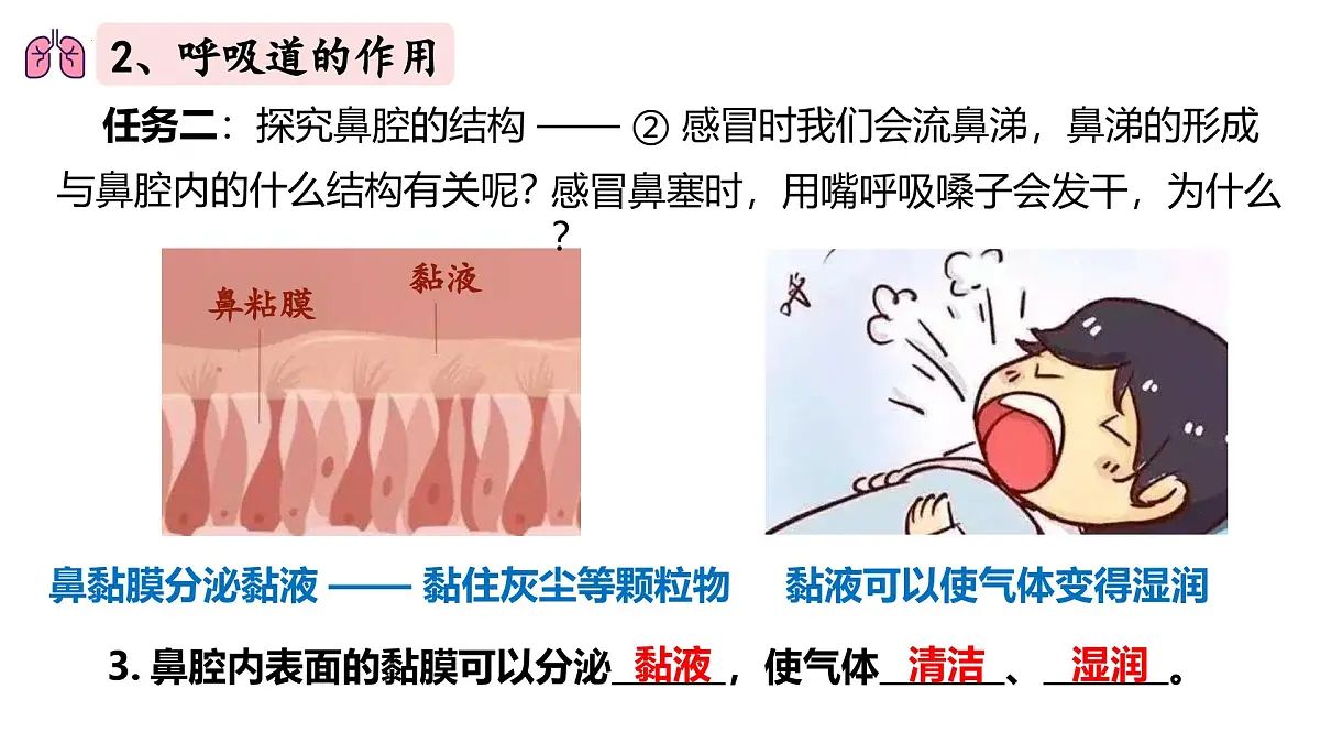 人教版生物七年级下册4.3.1《呼吸道对空气的处理》（课件）第7页