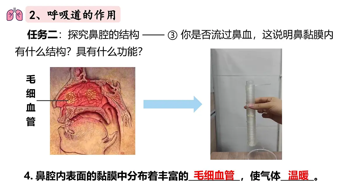 人教版生物七年级下册4.3.1《呼吸道对空气的处理》（课件）第8页