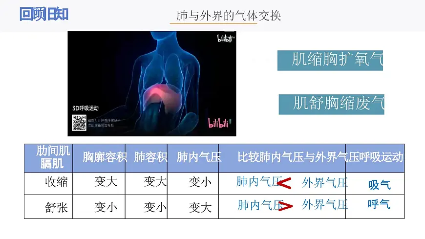 人教版生物七年级下册4.3.2《发生在肺内的气体交换（第二课时）课件第4页