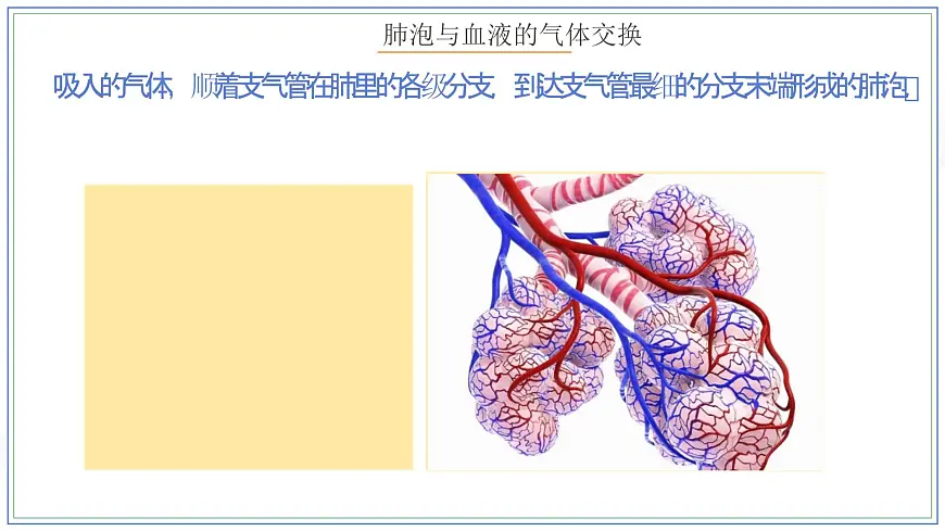 人教版生物七年级下册4.3.2《发生在肺内的气体交换（第二课时）课件第7页