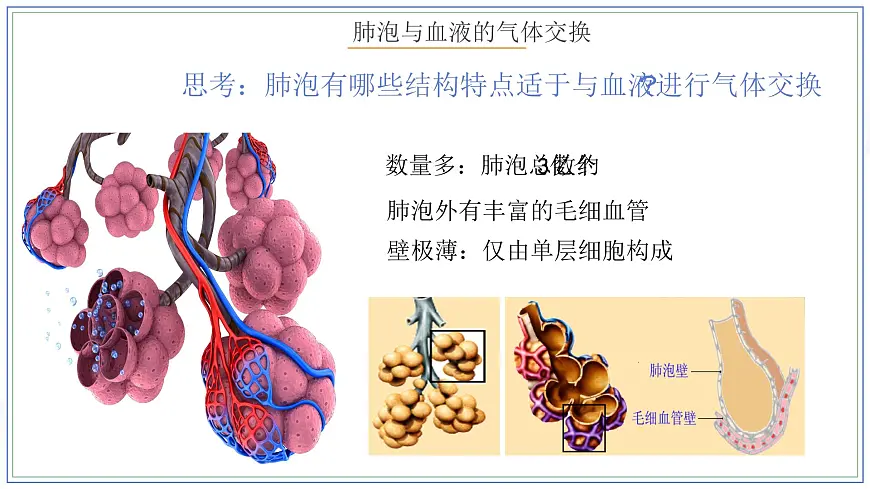 人教版生物七年级下册4.3.2《发生在肺内的气体交换（第二课时）课件第8页