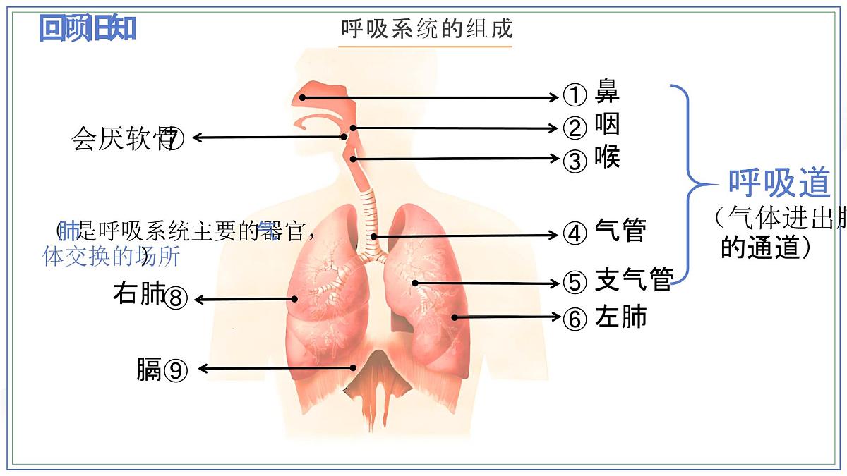 人教版生物七年级下册4.3.2《发生在肺内的气体交换》（第一课时）课件第4页