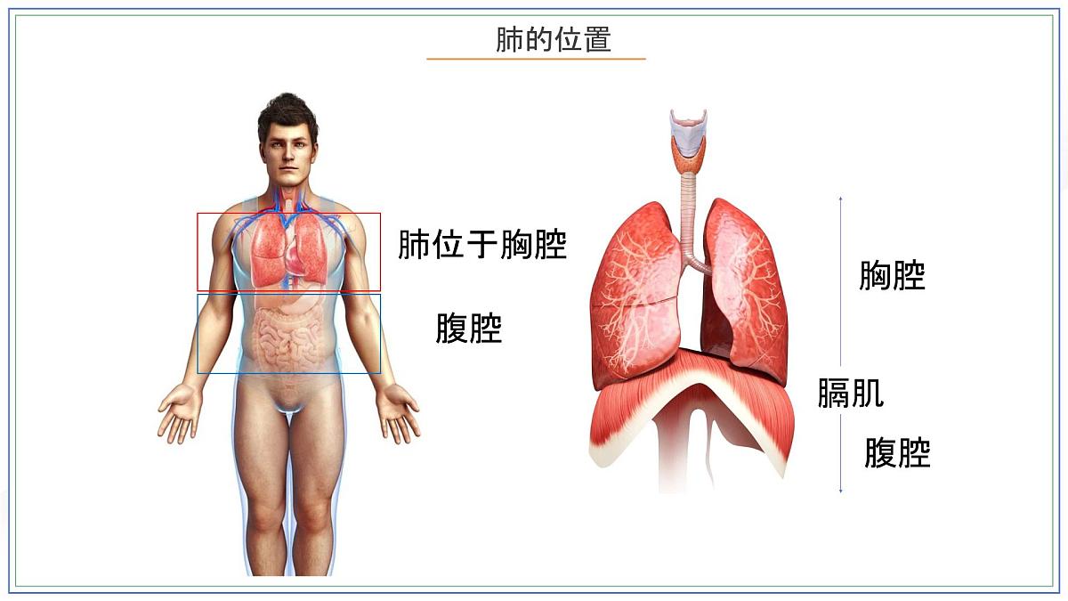 人教版生物七年级下册4.3.2《发生在肺内的气体交换》（第一课时）课件第5页