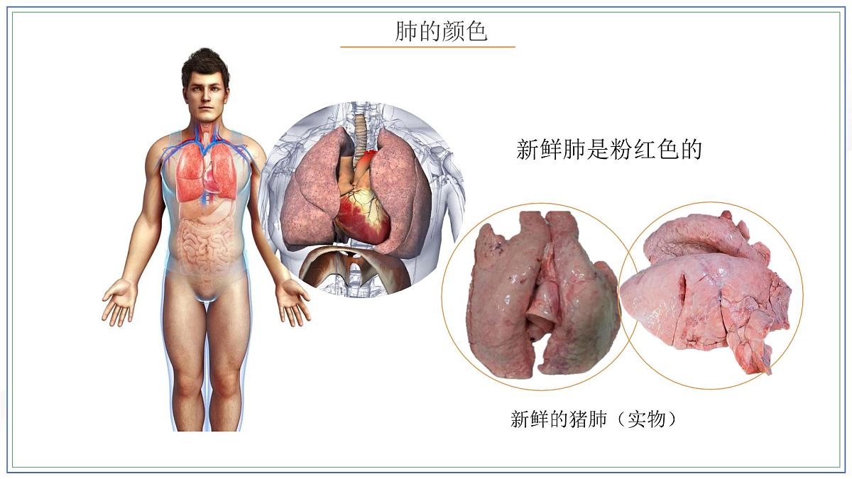 人教版生物七年级下册4.3.2《发生在肺内的气体交换》（第一课时）课件第6页
