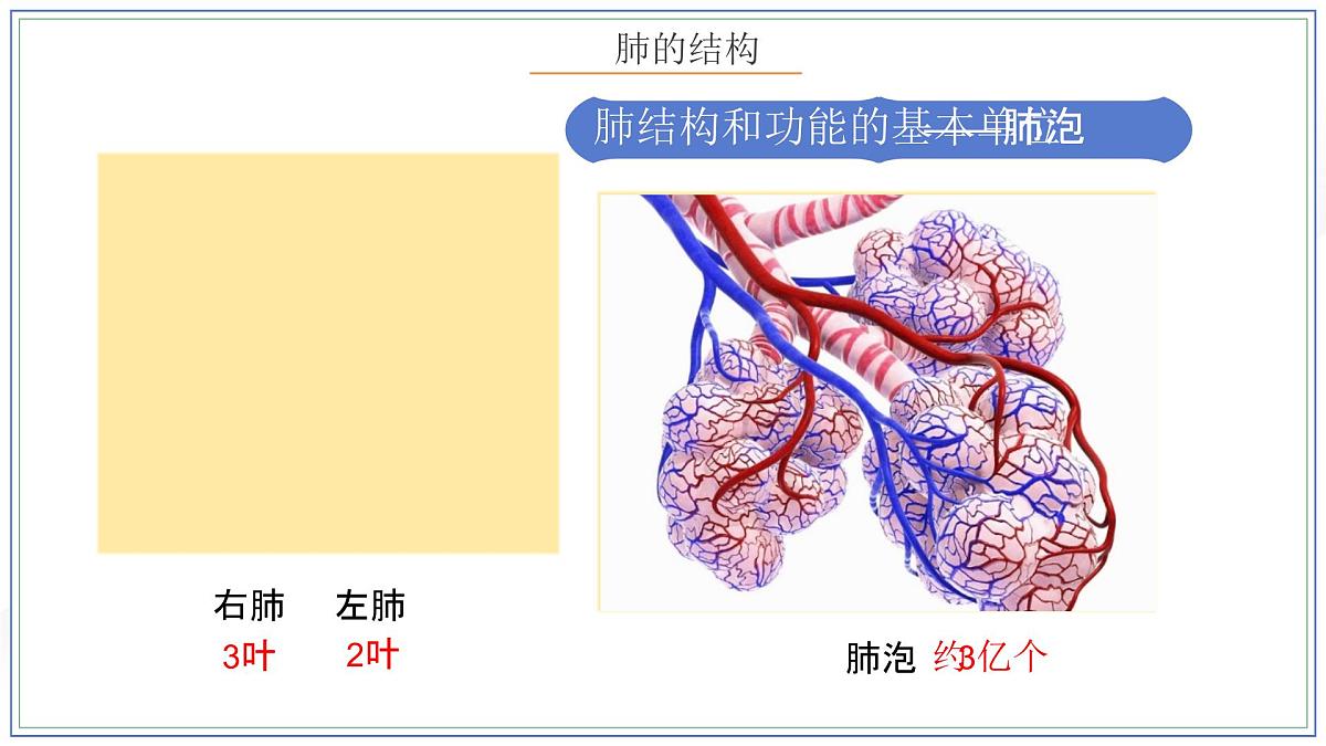 人教版生物七年级下册4.3.2《发生在肺内的气体交换》（第一课时）课件第7页
