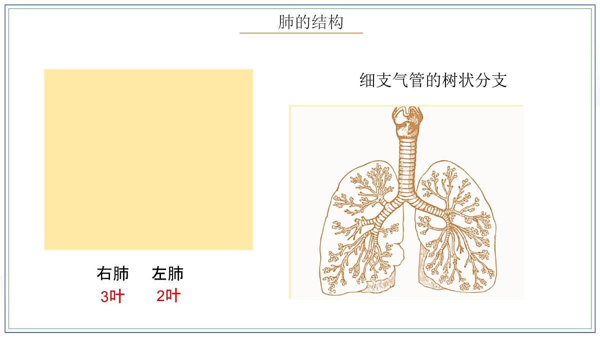 人教版生物七年级下册4.3.2《发生在肺内的气体交换》（第一课时）课件第8页