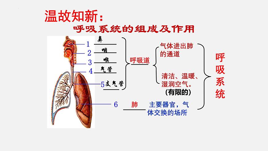 人教版生物七年级下册4.3.2《发生在肺内的气体交换》（教学课件）第3页