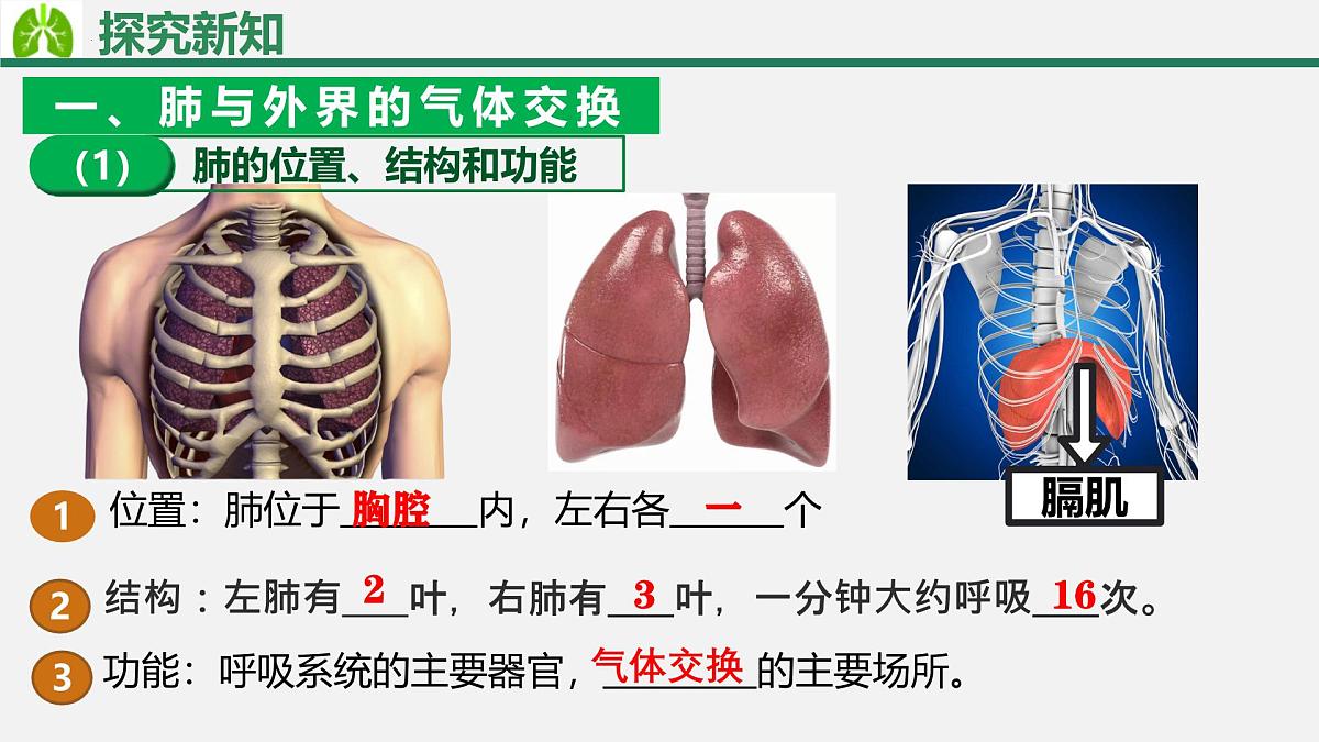 人教版生物七年级下册4.3.2《发生在肺内的气体交换》（教学课件）第6页