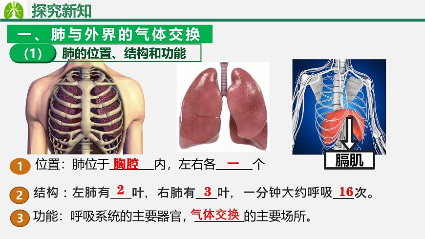 人教版生物七年级下册4.3.2《发生在肺内的气体交换》（教学课件）第6页