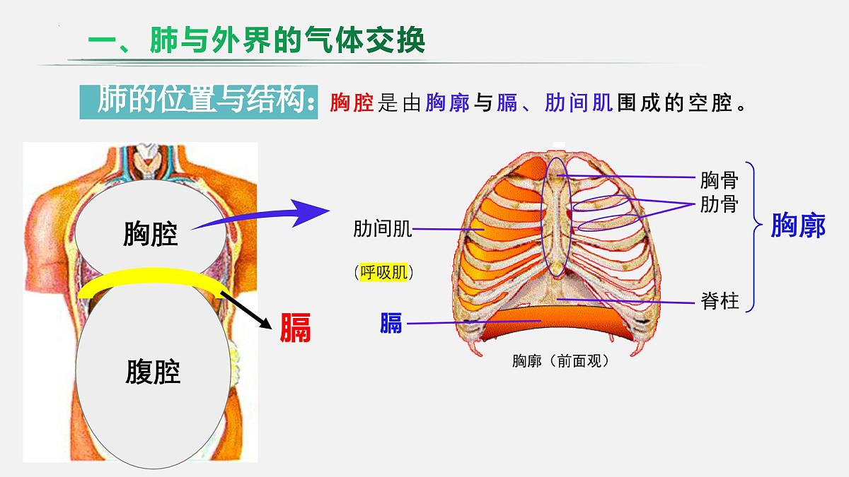 人教版生物七年级下册4.3.2《发生在肺内的气体交换》（教学课件）第7页