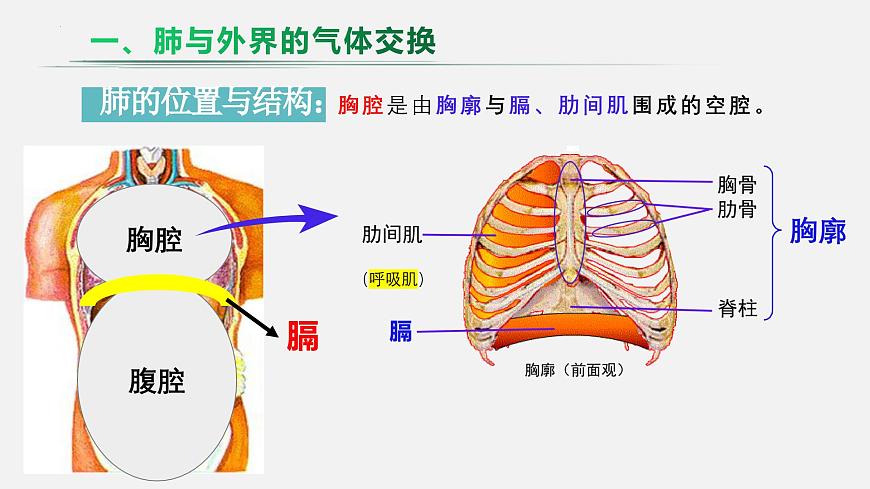 人教版生物七年级下册4.3.2《发生在肺内的气体交换》（教学课件）第7页