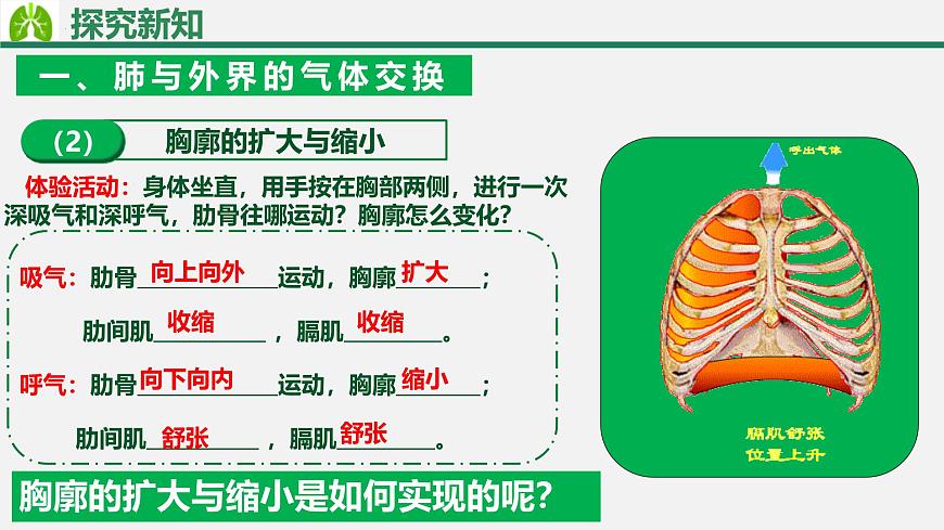 人教版生物七年级下册4.3.2《发生在肺内的气体交换》（教学课件）第8页