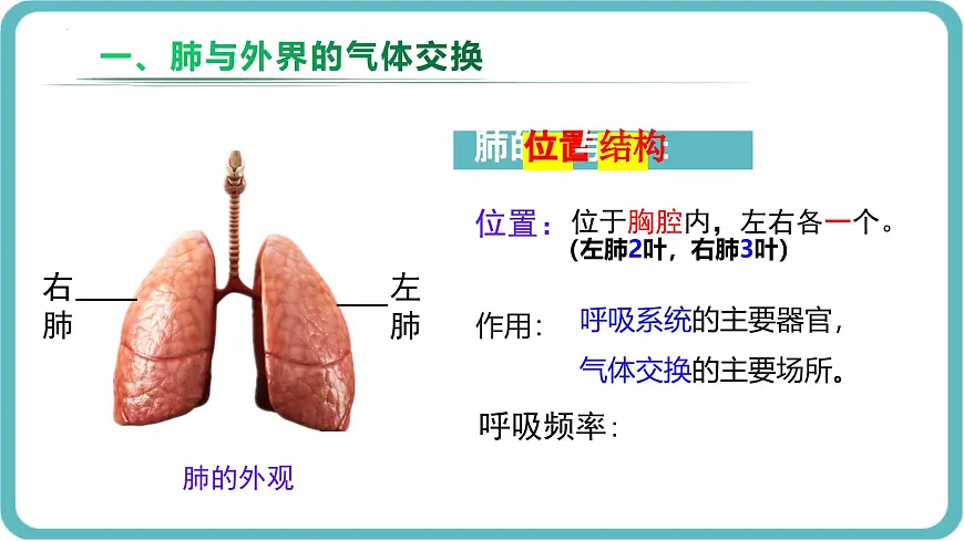 人教版生物七年级下册4.3.2《发生在肺内的气体交换》课件第3页