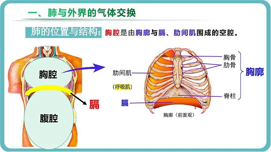 人教版生物七年级下册4.3.2《发生在肺内的气体交换》课件第4页
