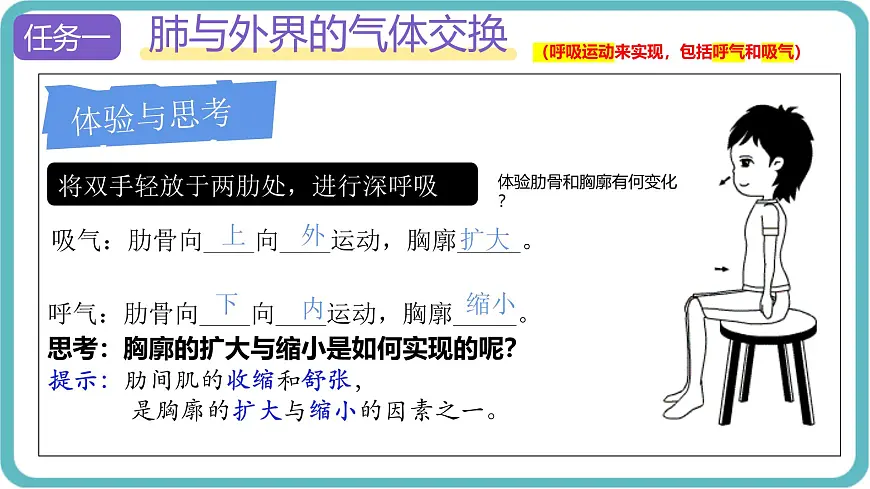 人教版生物七年级下册4.3.2《发生在肺内的气体交换》课件第5页