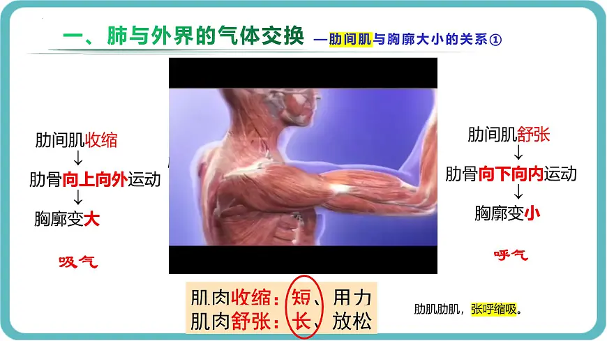 人教版生物七年级下册4.3.2《发生在肺内的气体交换》课件第6页