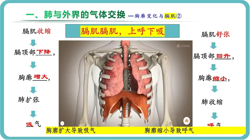 人教版生物七年级下册4.3.2《发生在肺内的气体交换》课件第7页