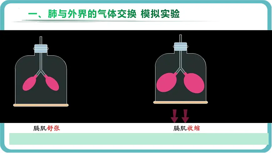 人教版生物七年级下册4.3.2《发生在肺内的气体交换》课件第8页