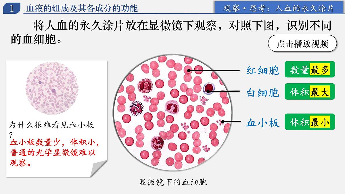 人教版生物七年级下册4.4.1《流动的组织——血液》（上课课件）第8页