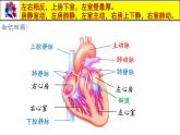 人教版生物七年级下册4.4.3《输送血液的泵——心脏》（第2课时）课件