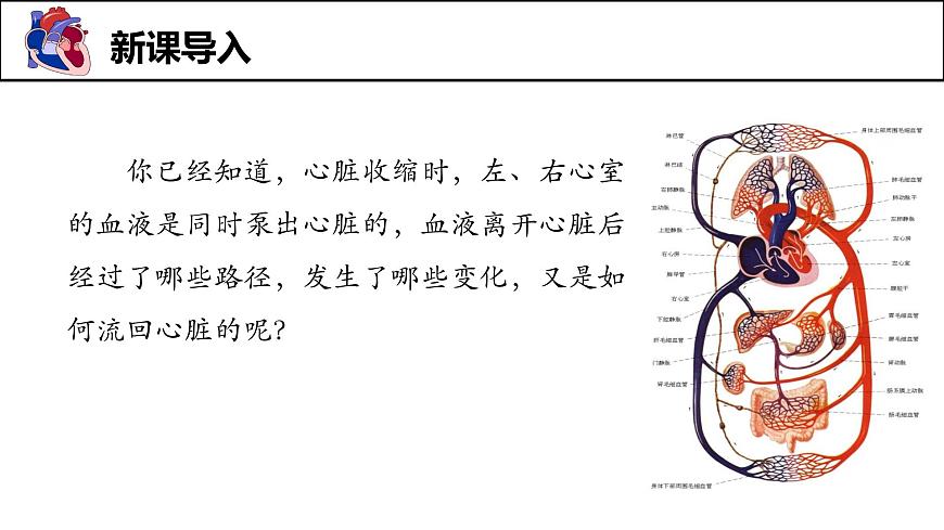 人教版生物七年级下册4.4.3《输送血液的泵——心脏》（第2课时）课件第4页