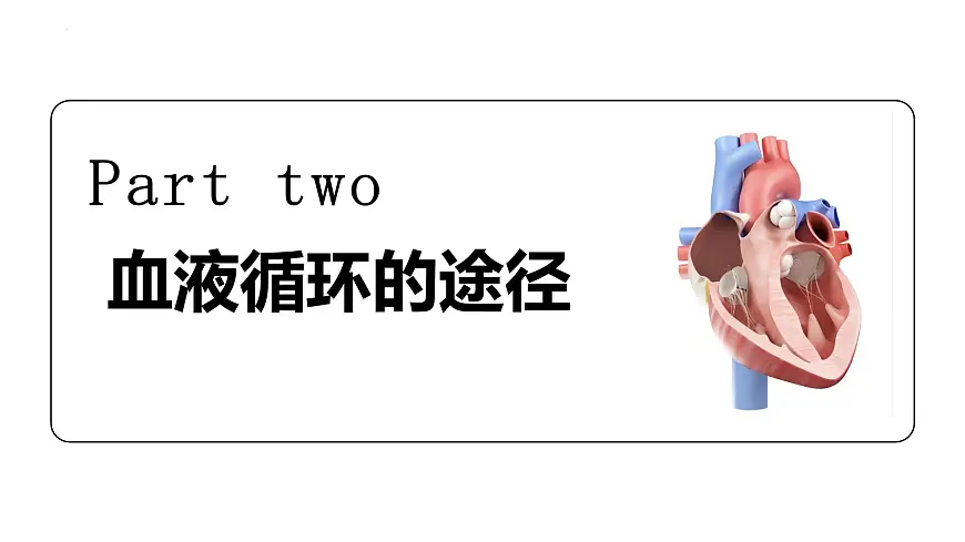 人教版生物七年级下册4.4.3《输送血液的泵——心脏》（第2课时）课件第5页