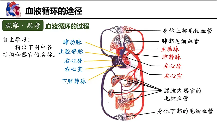 人教版生物七年级下册4.4.3《输送血液的泵——心脏》（第2课时）课件第7页