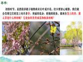 初中生物濟南版（2024）七年級下冊3.2.4  芽是未發(fā)育的枝條或花 課件