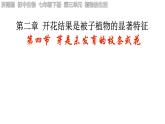 初中生物濟南版（2024）七年級下冊3.2.4  芽是未發(fā)育的枝條或花 課件